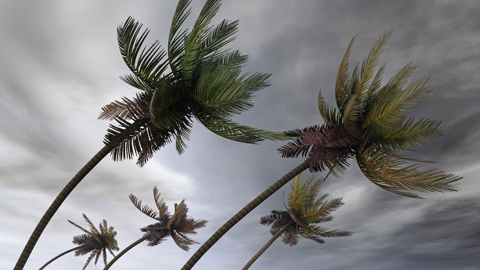 Disaster Preparation
